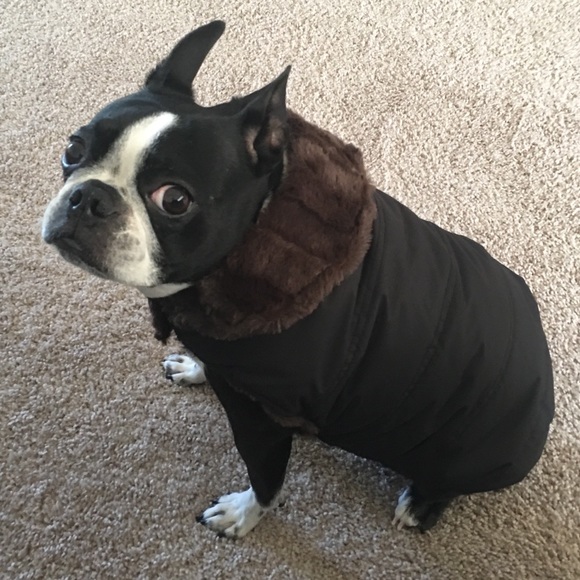 Jackets & Blazers - Dog Puffer Winter Coat